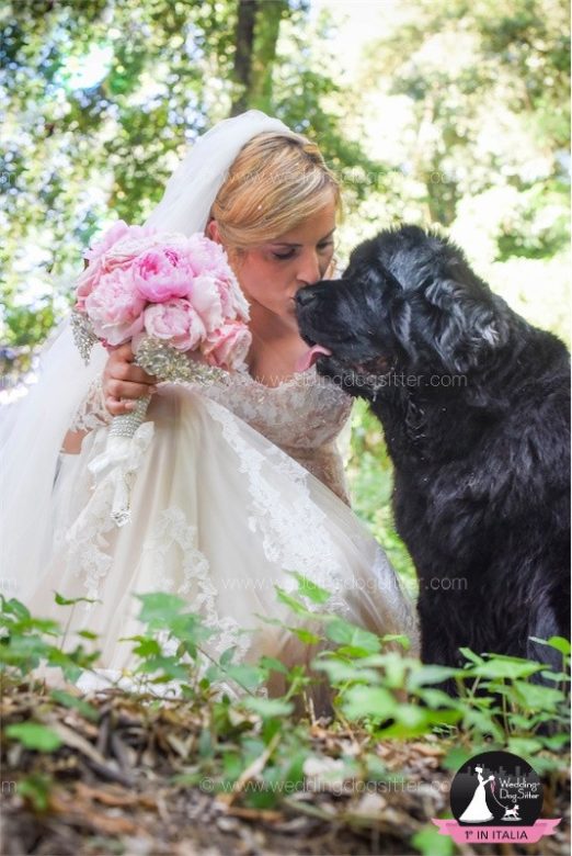 Wedding Dog Sitter