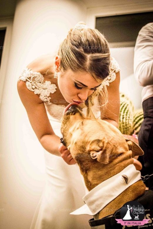 Wedding Dog Sitter