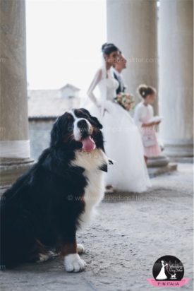 www.weddingdogsitter.com-fotografo-matrimonio-con-il-cane-san-marino-45