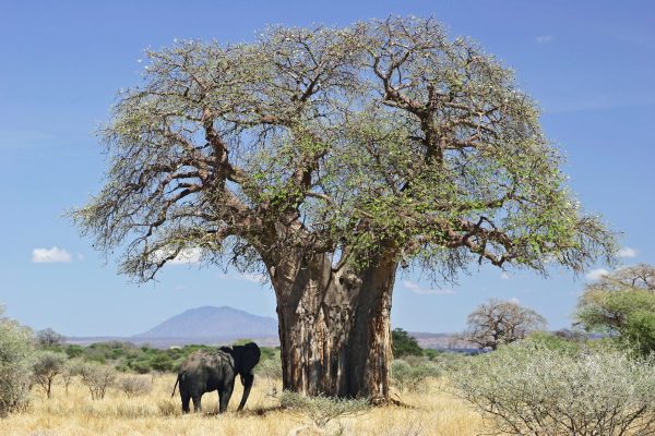 Viaggio di nozze in Tazania