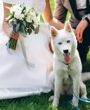 Wedding Dog Sitter, il servizio per vivere il giorno del Sì con il tuo cane