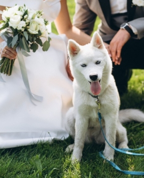 Wedding Dog Sitter, tutto sull’esperto di cani al matrimonio