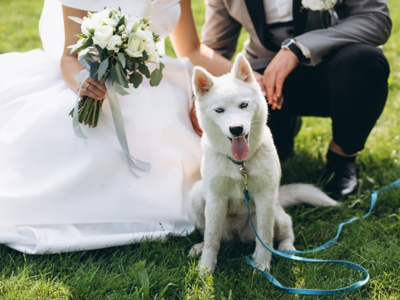 In questa foto un cane bianco sul prato tra due sposi mentre guarda il suo Wedding Dog Sitter