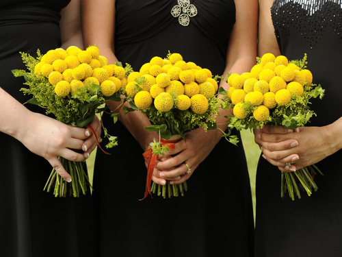 In questa foto le mani di tre damigelle vestite di nero mentre tengono 3 bouquet di fiori di craspedia 