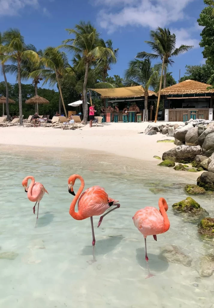 In questa foto una delle spiagge di Aruba. In primo piano, in acqua, sono presenti 3 fenicotteri