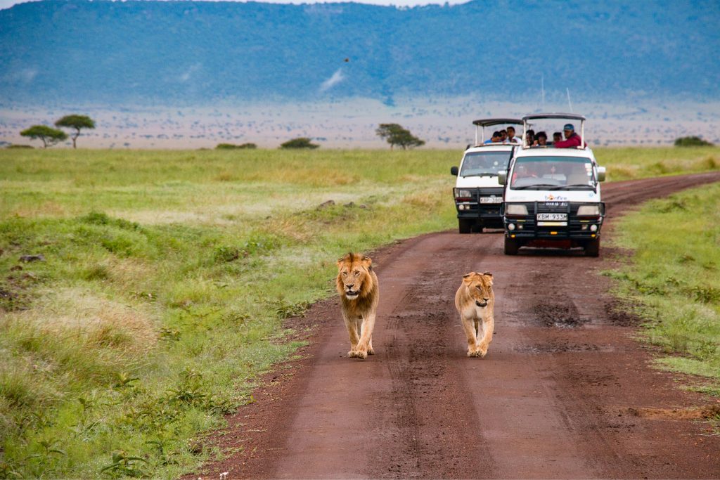 In questa foto un leone e una leonessa seguiti da due auto con turisti durante un Safari in Kenya: un'attività da fare in viaggio di nozze