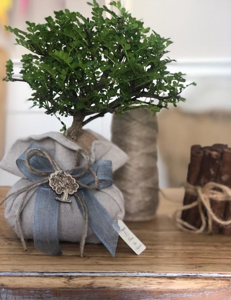 In questa foto bonsai decorati con sacchetti di lino grigio, nastro turchese, ciondolo a forma di albero della vita usati come bomboniere del matrimonio