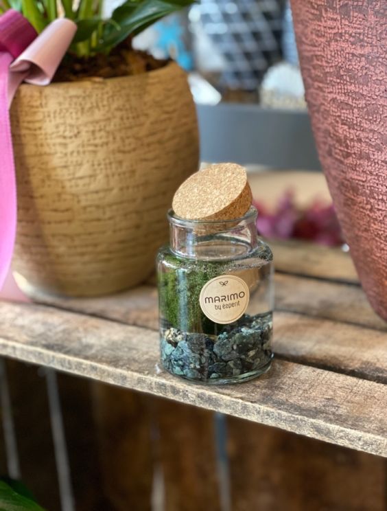 In questa foto una bomboniera creata con una bottiglietta di acqua con sassolini e un'alga Marimo