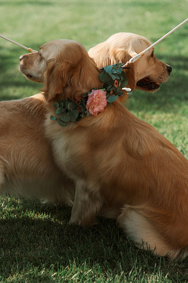 I due cani paggetto alle nozze di Clara e Fabio