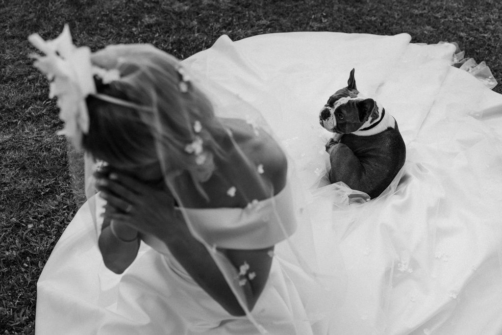 In questa foto Federica Pellegrini nel giorno del matrimonio insieme al suo bulldog, seduto sull'abito da sposa