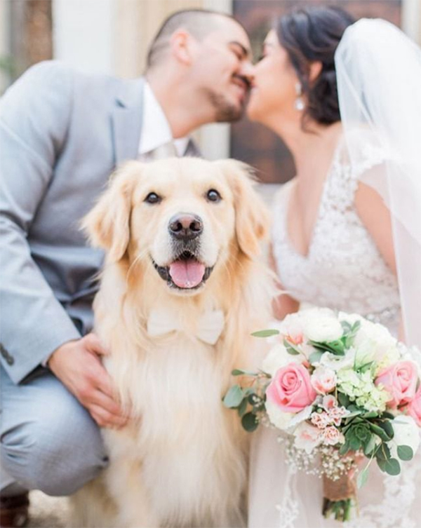 In questa foto un cane in primo piano guarda il suo Wedding Dog Sitter mentre due sposi dietro si baciano. Accanto al cane è presente anche il bouquet della sposa con rose di colore bianco e rosa