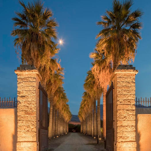 In questa foto il viale di Villa Dominici con 32 palme Washingtonia