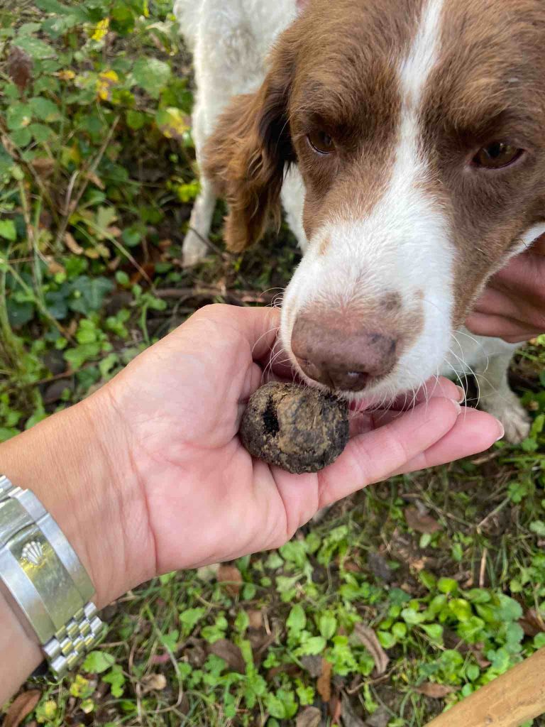 In questa foto il cane Mela mentre annusa il tartufo nero trovato durante la caccia al tartufo organizzata nei boschi intono a San Miniato da Massimo, anima di Truffle in Tuscany