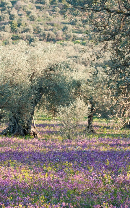 La foto mostra uno dei parchi e delle aree naturali della Sabina, area posta tra Umbria, Lazio e Abruzzo.