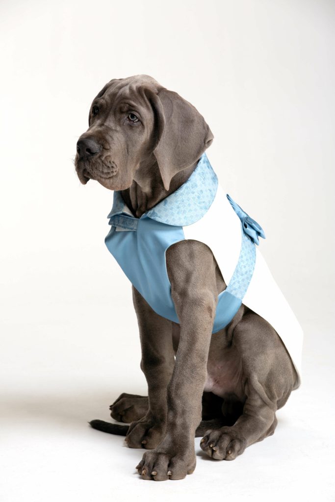 In questa foto un cane corso con manto di colore grigio fumo indossa una pettorina della linea Versali Pets di colore bianco e azzurro cielo, con colletto a contrasto e papillon sulla schiena