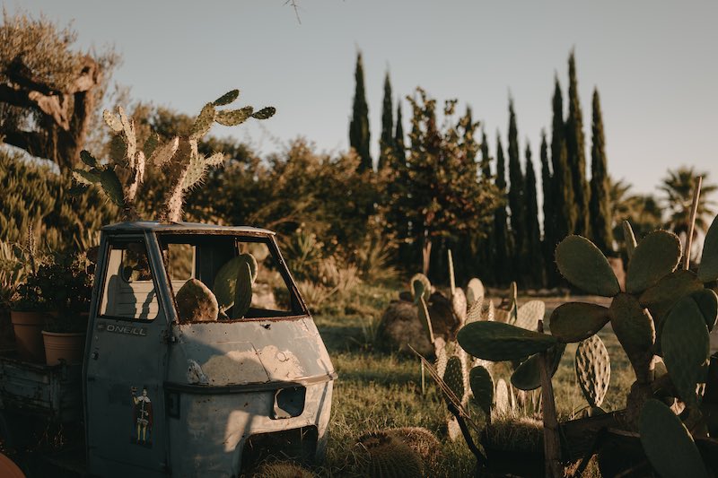 In questa foto una antica moto ape. in un giardino circondata da pale di fico d'India