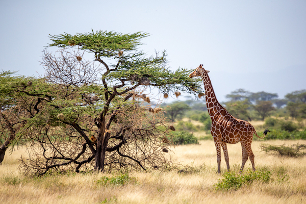 In questa foto una Giraffa della Somalia, in Africa, mentre rumina dagli alberi