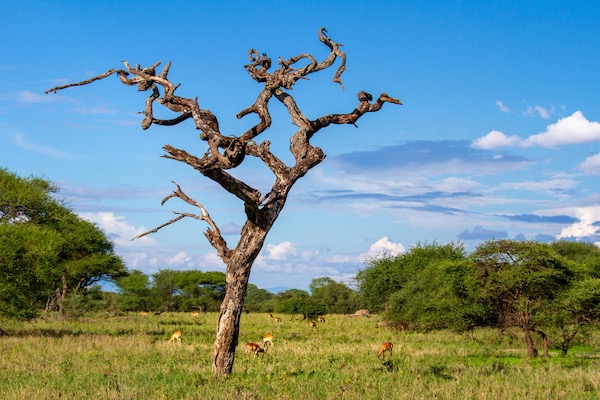 Una foto del parco nazionale di Tarangire, in Tanzania