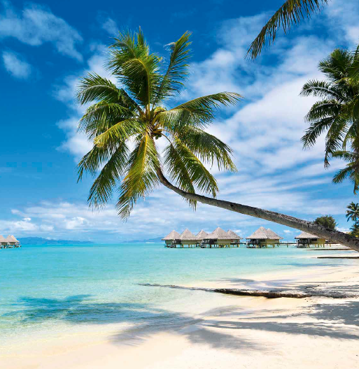 In questa foto una palma sulla spiaggia bianca e il mare cristallino di Bora Borsa, in Polinesia