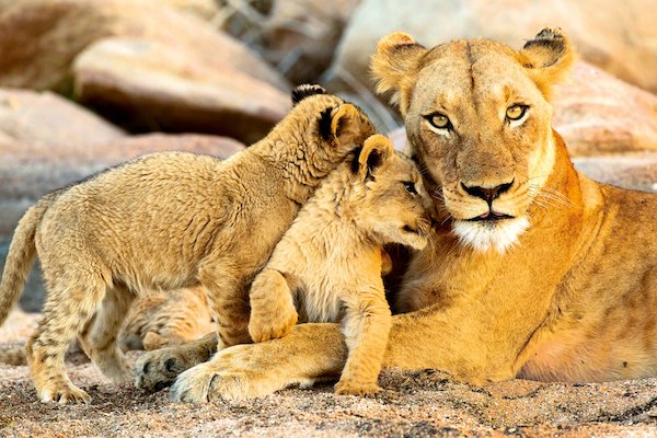 In questa foto una leonessa con i suoi cuccioli. Il Sudafrica è una delle principali destinazioni viaggi di nozze Turisanda 2023