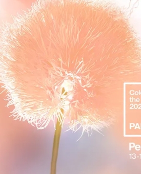 Colore matrimonio 2024, il tuo Sì in Peach Fuzz per condividere l’amore