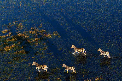 In questa foto delle zebre, riprese dall'alta, mentre attraversano uno specchio d'acqua in Botswana