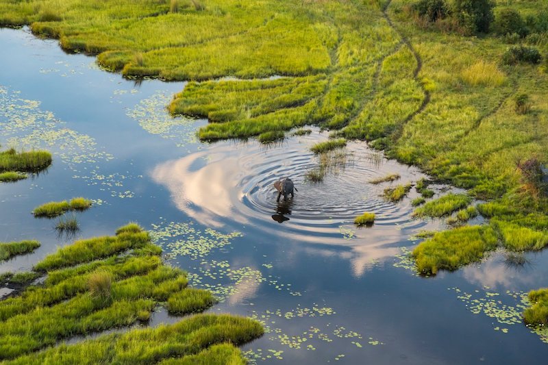 In questa foto un elefante ripreso mentre attraversa un fiume un Botswana, meta imperdibile per un viaggio di nozze insolito