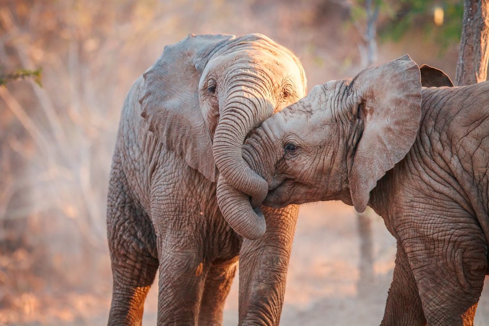 In questa foto due elefanti che giocano con le proboscidi: l'avvistamento dei Big Five è tra le esperienze di viaggio da fare nella vita  