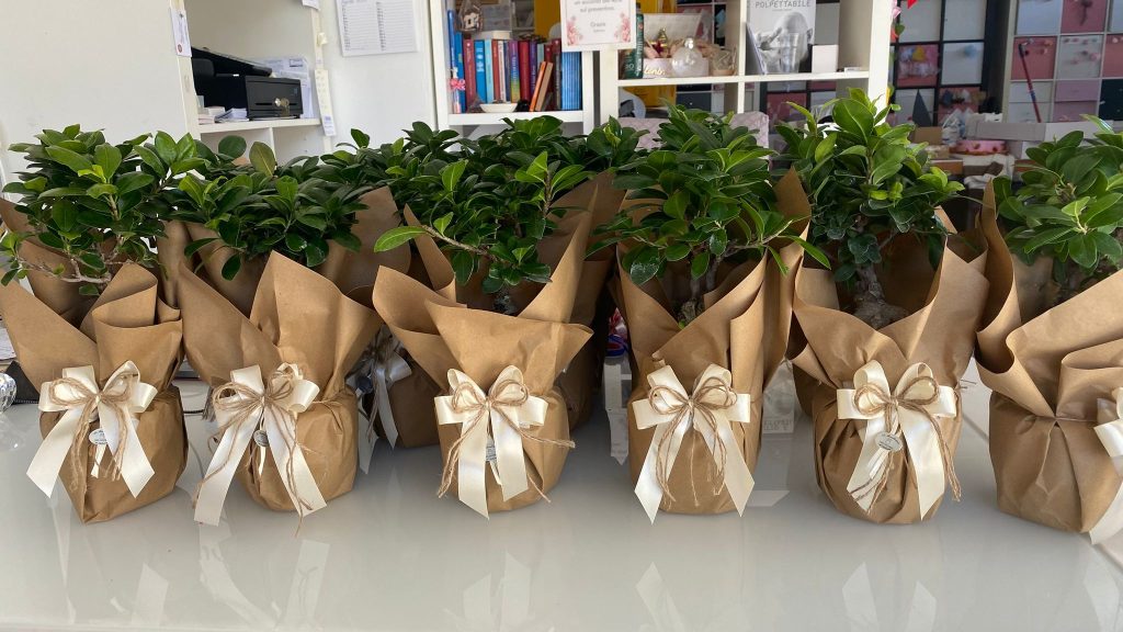In questa foto si vede una delle Bomboniere di Sabrina composta da una pianta verde confezionata in carta kraft naturale. Ogni vaso è decorato con un fiocco in nastro avorio e spago, disposto in modo ordinato su una superficie chiara all’interno del laboratorio.