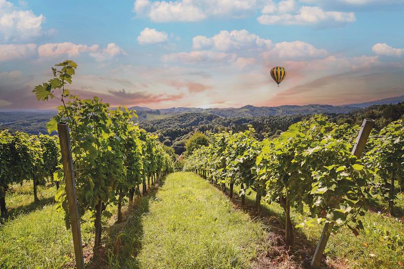 In questa foto, una mongolfiera che sorvola uno dei vigneti delle Langhe